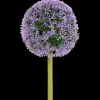 Kunstplanten & -Bloemen- Kunstallium op steel | Action NL