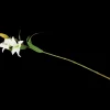 Kunstplanten & -Bloemen- Kunstlelie | Action NL